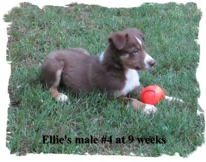 ABCA Red Tricolor male Border Collie out of working stock